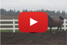 OA RHAPSYDY Video