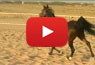PR DESERT ROSE Video