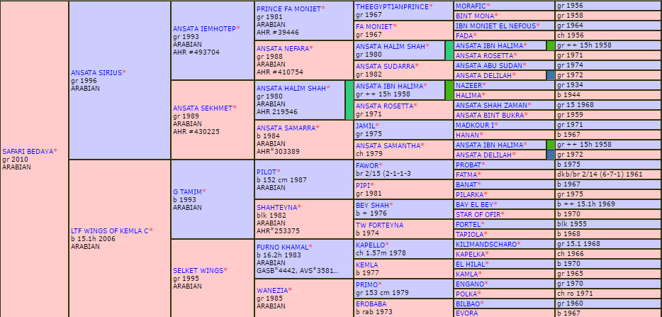SAFARI BEDAYA Pedigree